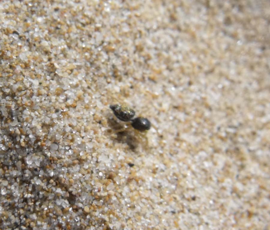 Heliophanus sp.